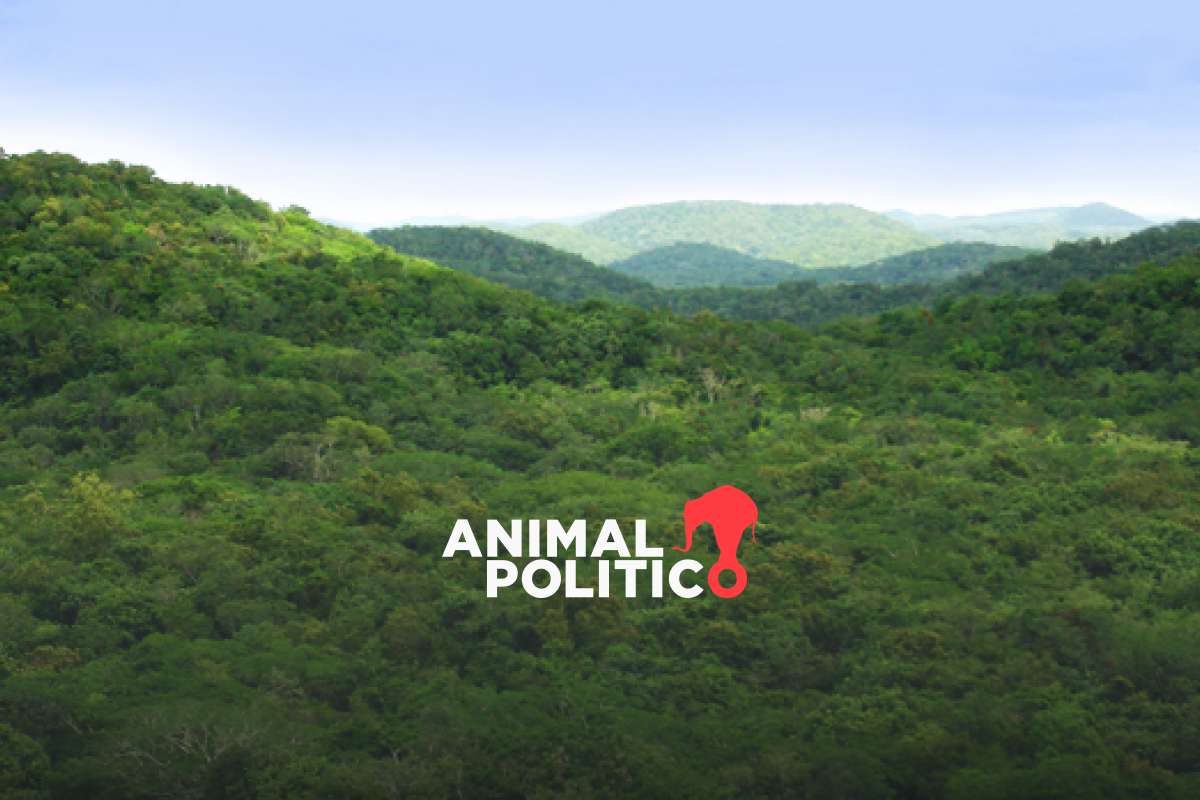 Alertan afectaciones ambientales por megaproyecto turístico de Grupo Xcaret en Santa Elena, Yucatán