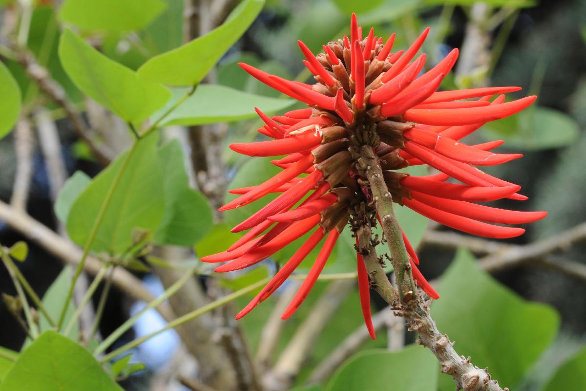 La flor de colorín es comestible: Recetas y uso medicinal