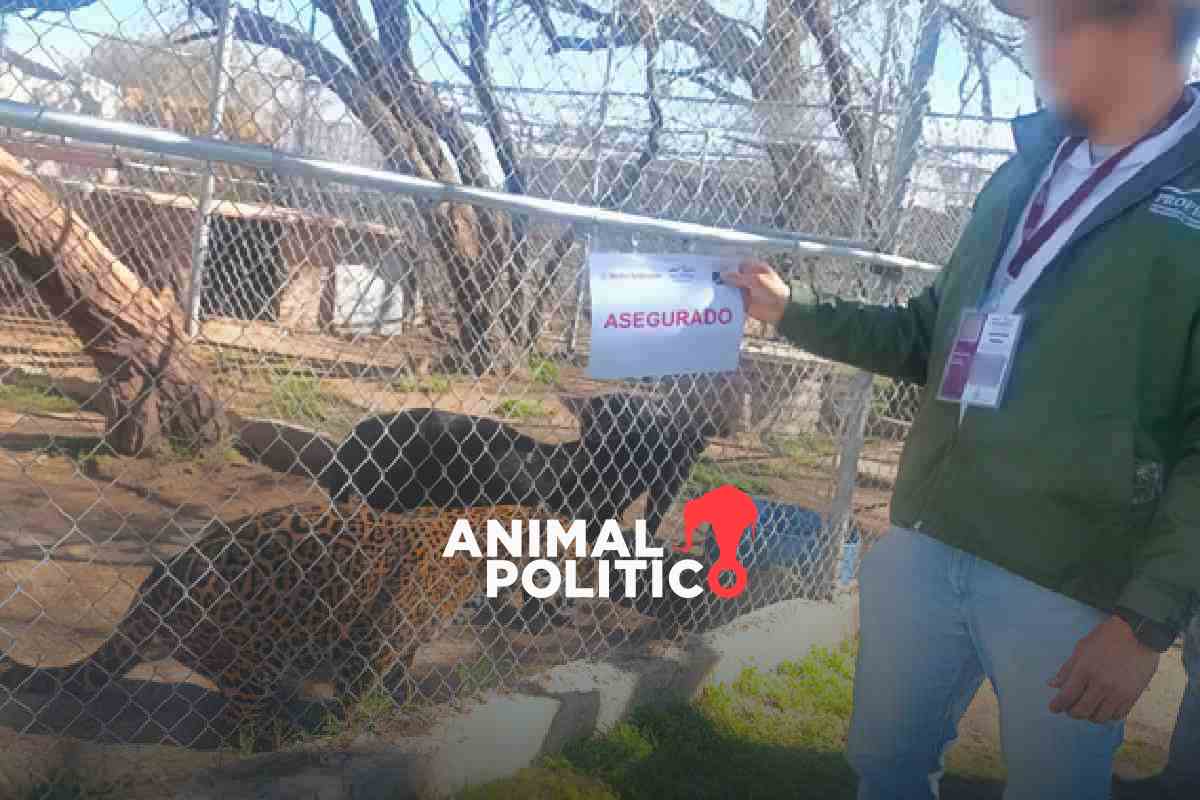 Aseguran 44 ejemplares de fauna silvestre y exótica en predio dedicado al turismo en Aguascalientes