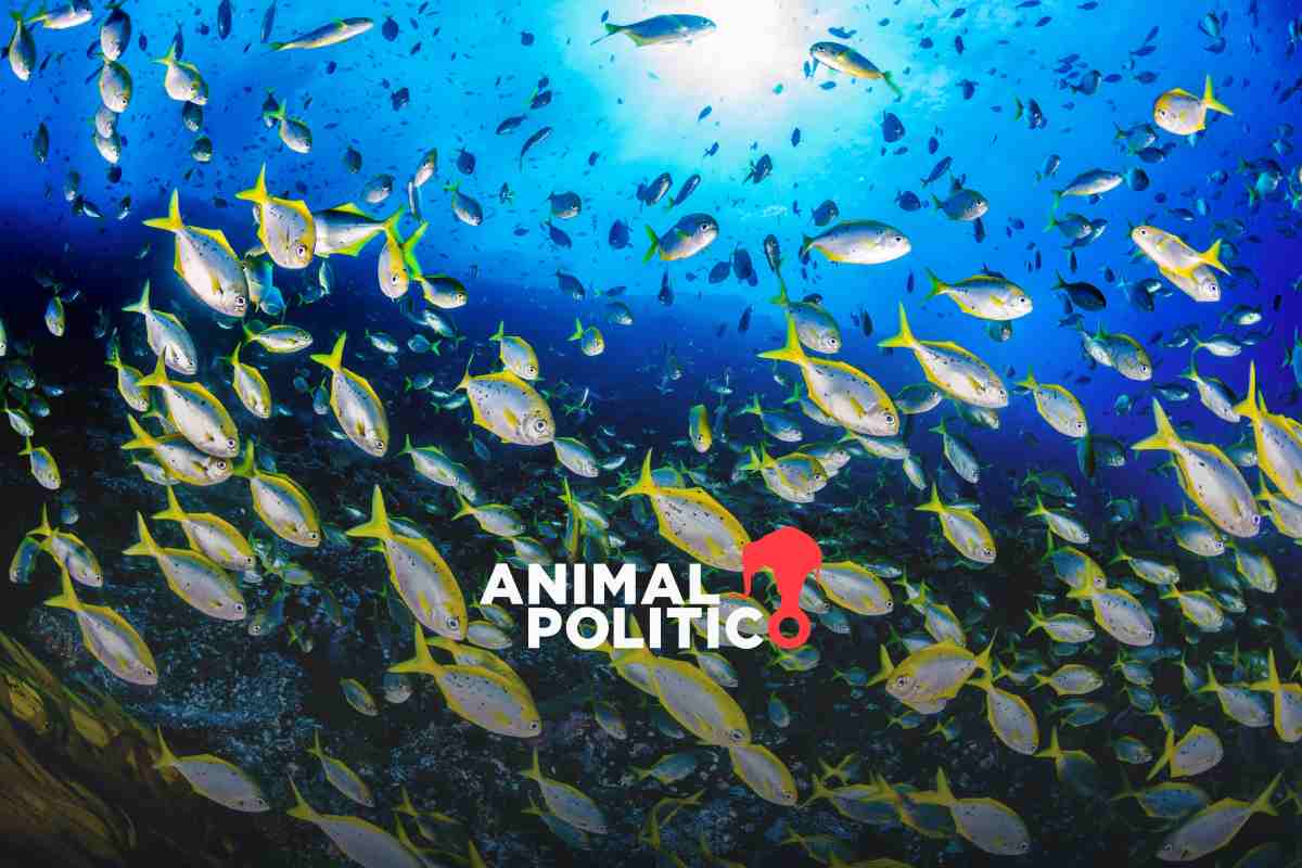 COP16: sólo el 2.8 % de los océanos del planeta están protegidos de manera efectiva