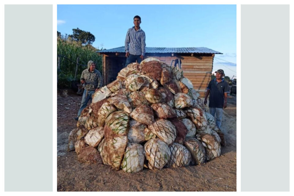 El Calvario, la comunidad de productores de maguey que busca superar desastres