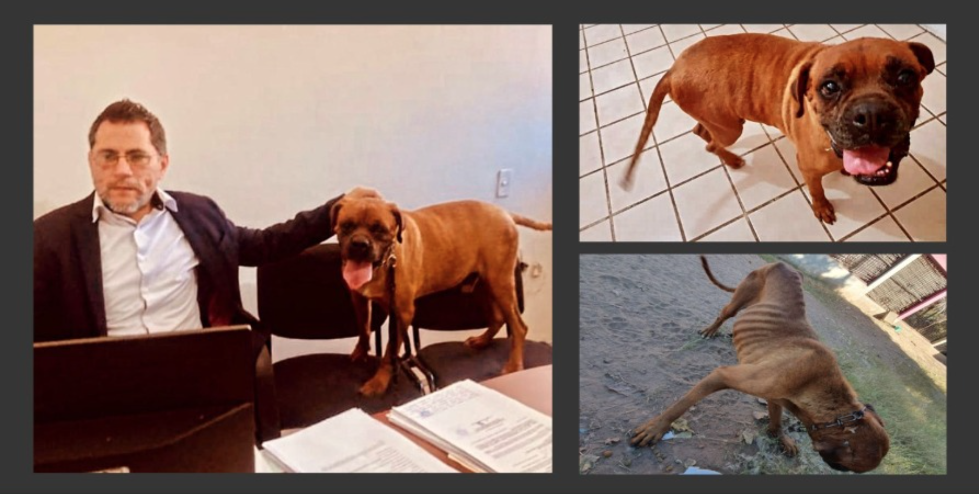 Conoce a 'El Chato', el perrito que participó en una audiencia judicial tras sufrir maltrato