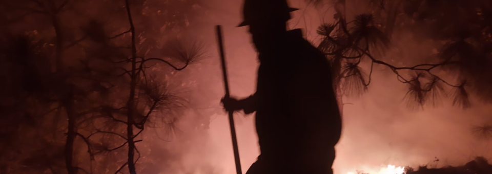 En sólo cinco meses, Jalisco perdió más de 100 mil hectáreas de bosques a causa de los incendios