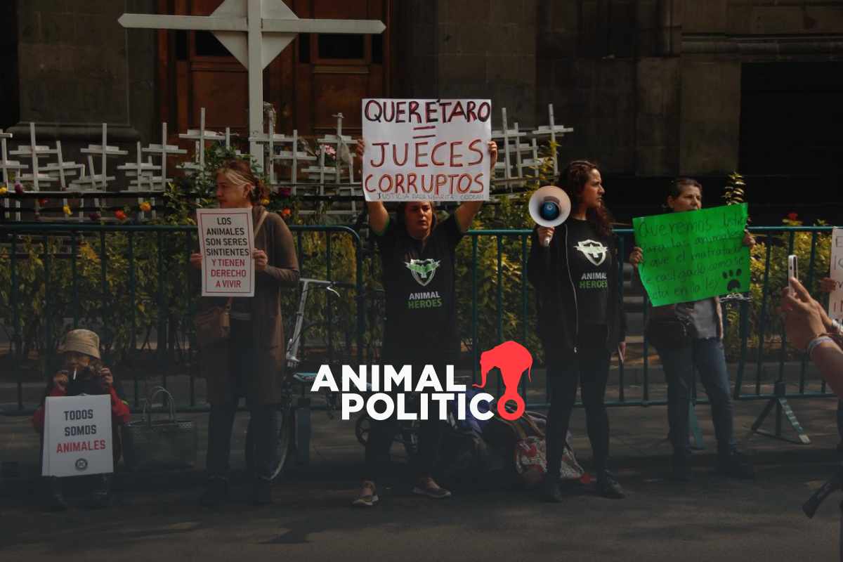 Caso Athos y Tango: la sentencia que pone en duda la justicia mexicana