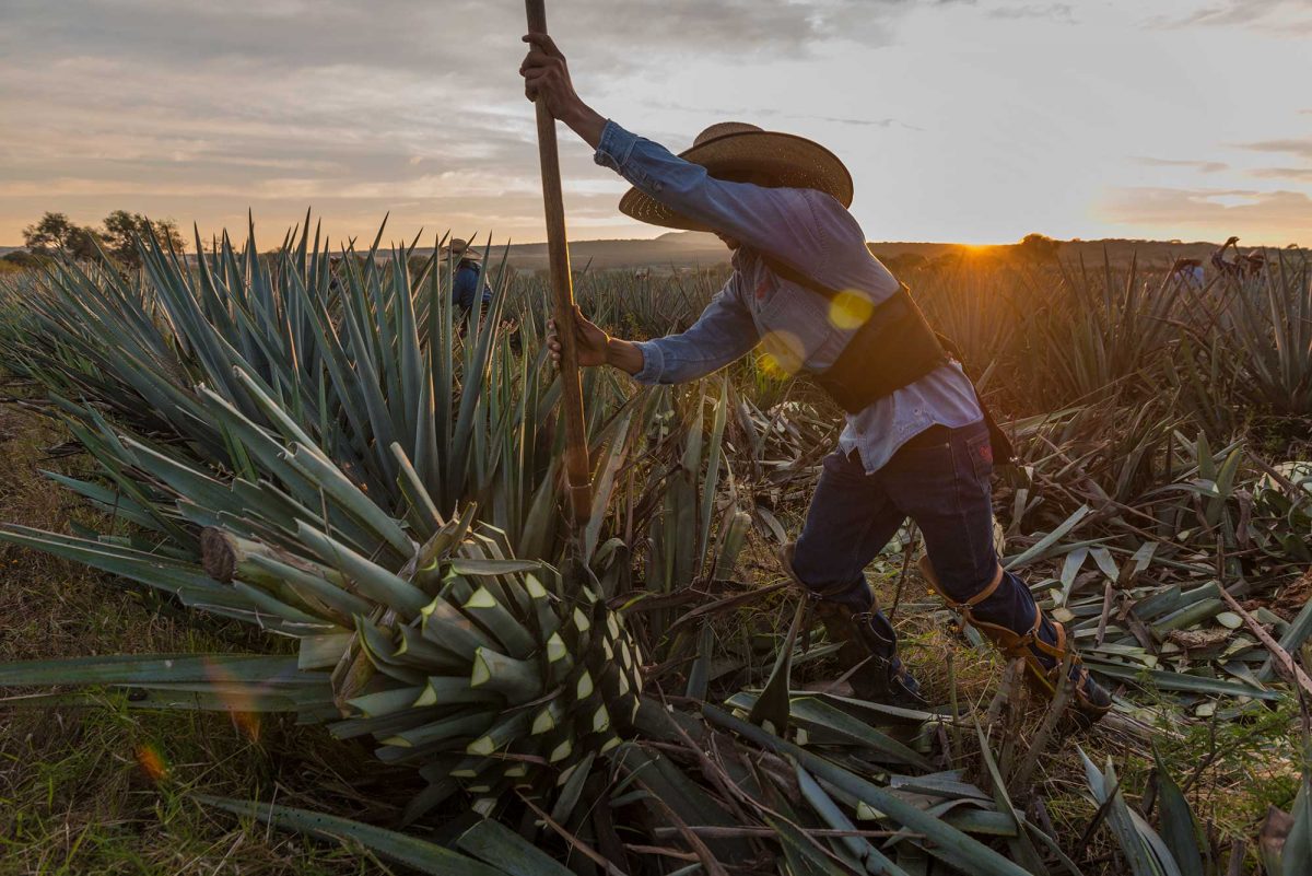 Un secreto a voces: el maravilloso mezcal de Tamaulipas