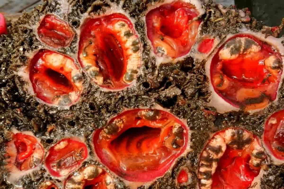 Piure: Marisco chileno con aspecto extraterrestre 