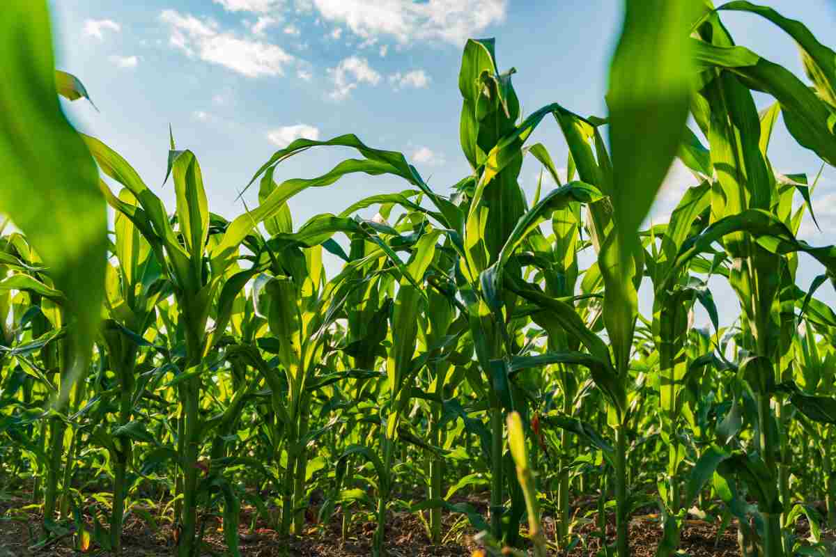 Comemos tamales para agradecer la fertilidad de la tierra