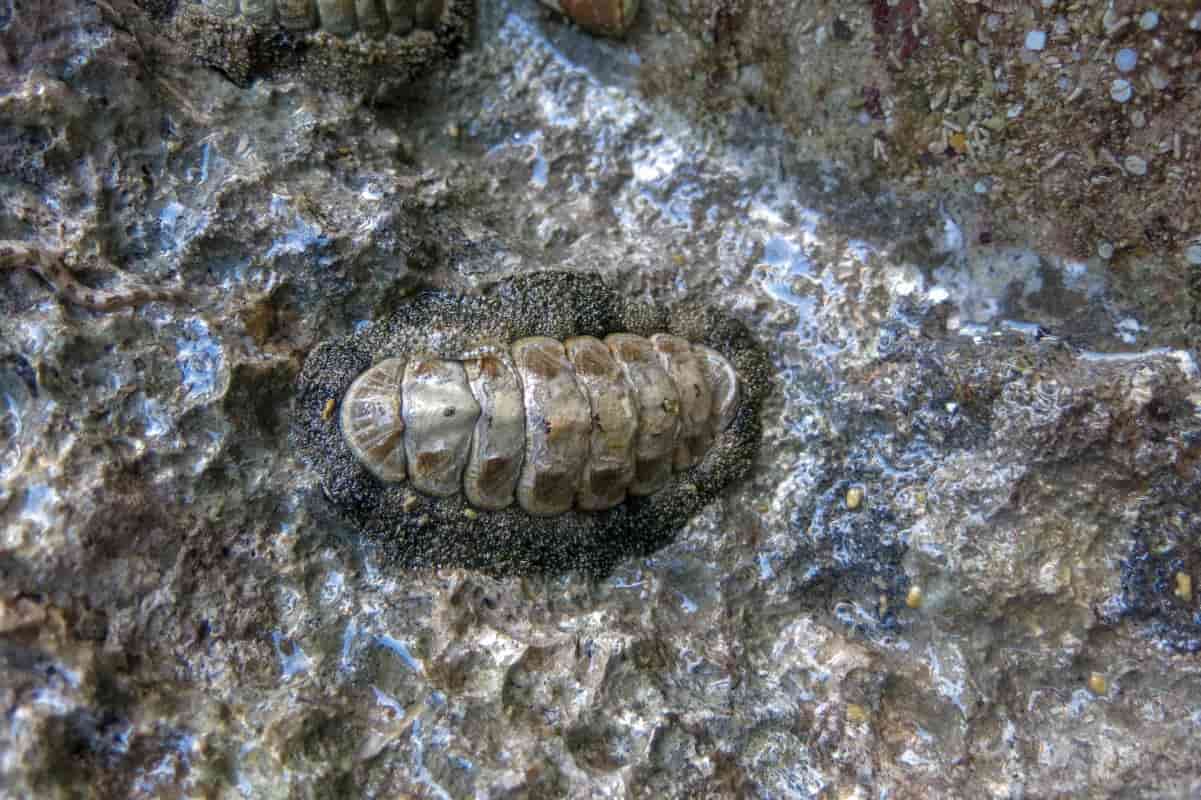 Cucaracha de mar: una deliciosa comida de Cuaresma 
