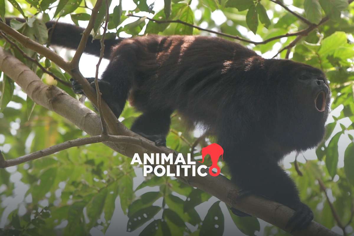 Equipos especializados, gobierno, organizaciones y universidades atienden muerte de monos aulladores