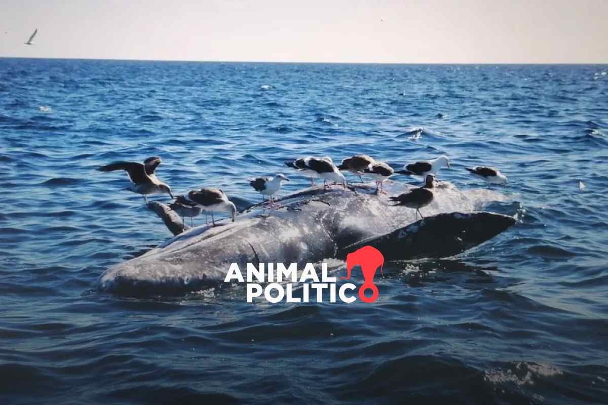 Crisis silenciosa en México: 92 ballenas grises muertas en Baja California Sur