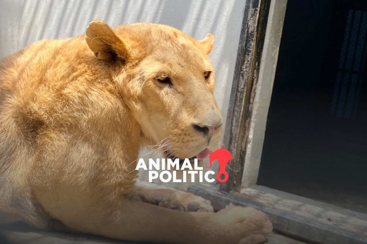 De Facebook al Mercado de Sonora: aseguramientos por tráfico de especies cayeron 40.3% con AMLO