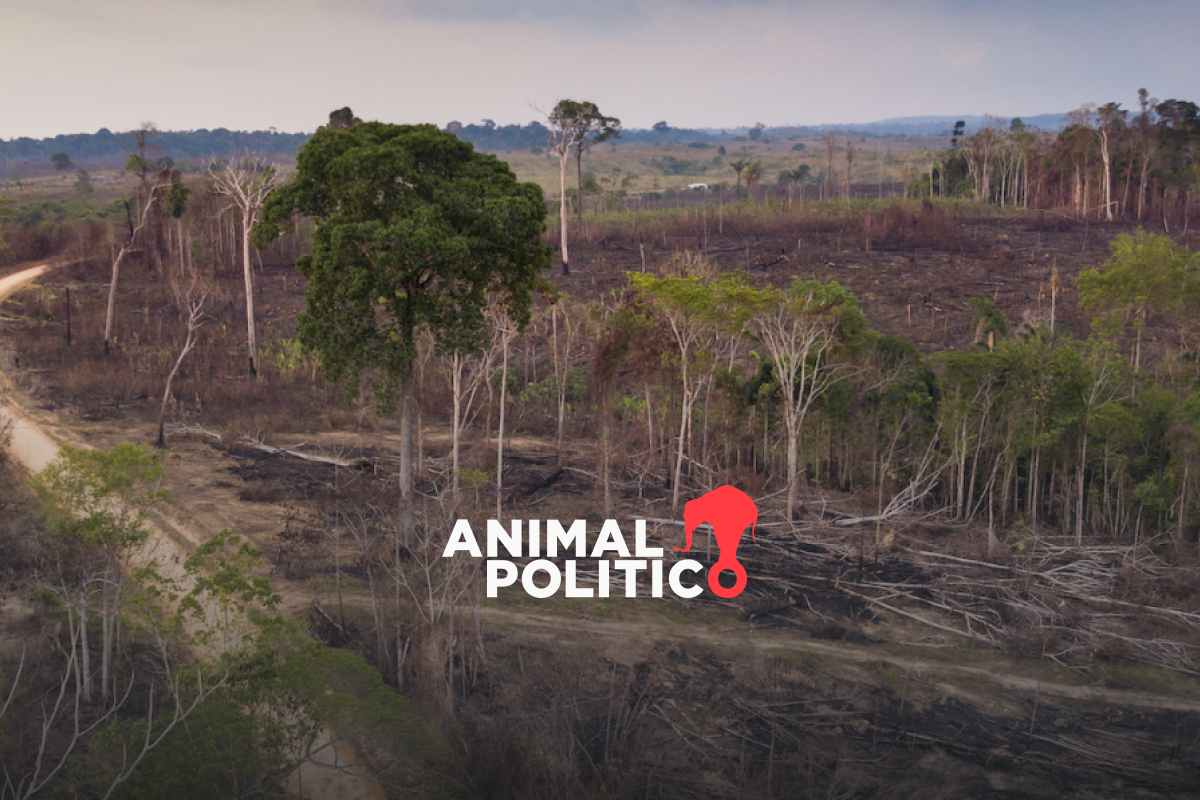 Deforestación en Amazonía de Brasil impacta en ecosistemas de Perú y Bolivia tras alteración de ríos