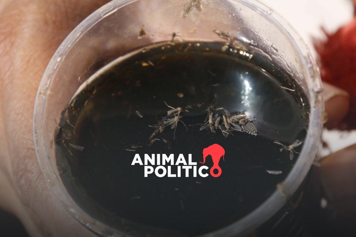 Dengue en México se concentra en cinco estados; Salud reporta 18 muertos en 2025