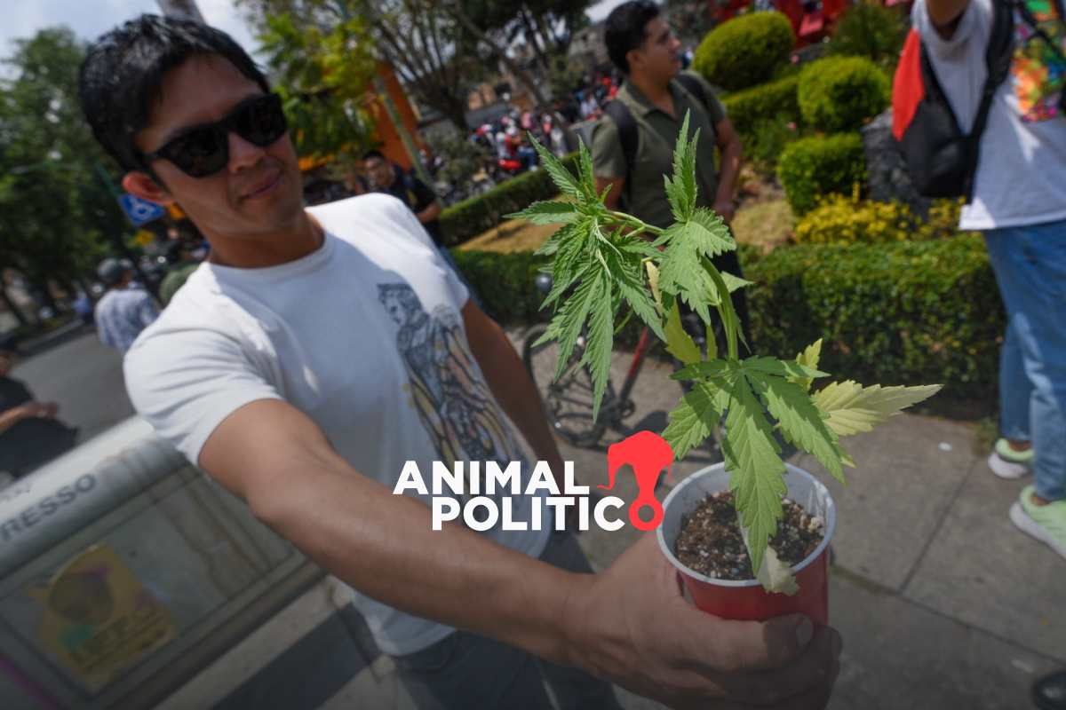 Durante el Día Mundial de la Marihuana, Gobierno de CDMX vigilará que no se venda cannabis