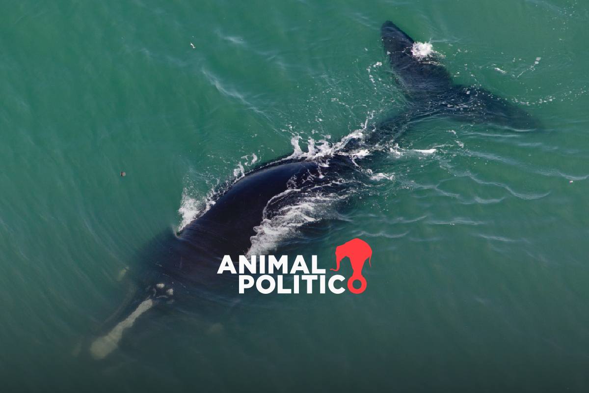 EU no cuida a las ballenas: choques con embarcaciones y enmallamientos, principales causas de muerte