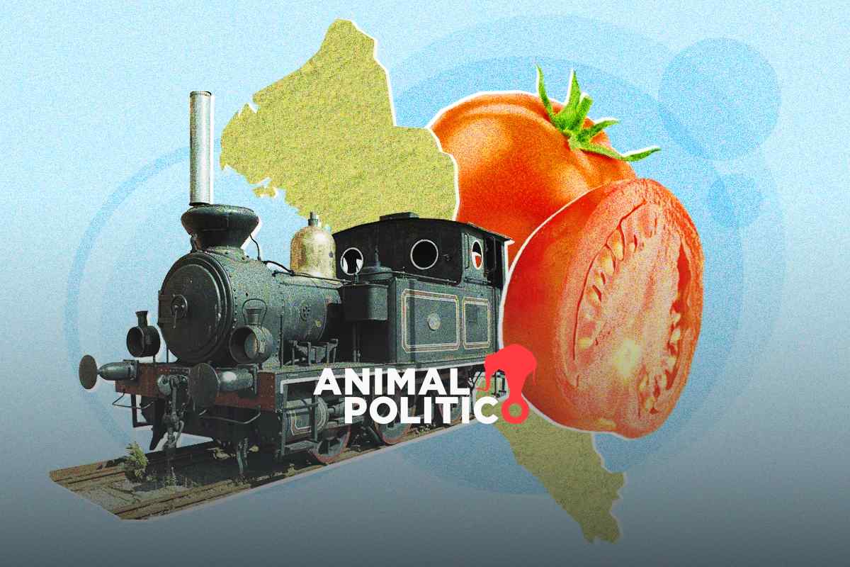 Así fue como el tomate convirtió a Sinaloa en potencia agrícola internacional