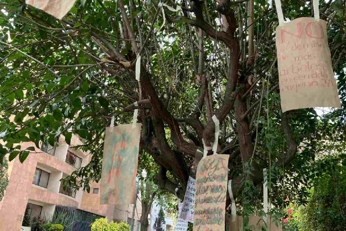 ¡Lo lograron! El árbol Eugenio ya es patrimonio natural y cultural de la CDMX
