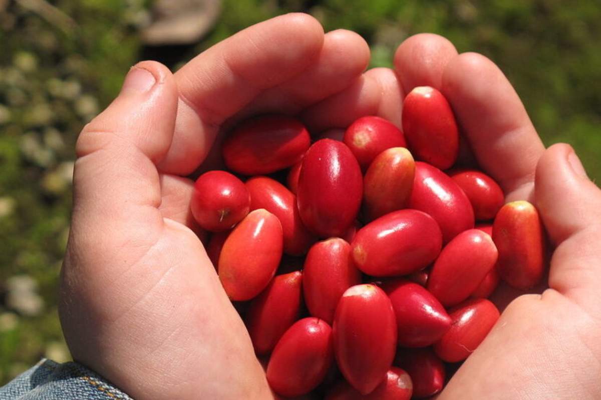 Transformar los sabores ácidos en dulce es posible con esta fruta milagrosa 
