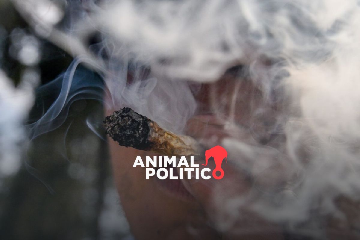 Liberan espacios donde se vendía marihuana en CDMX; gobierno plantea zonas para consumo lúdico