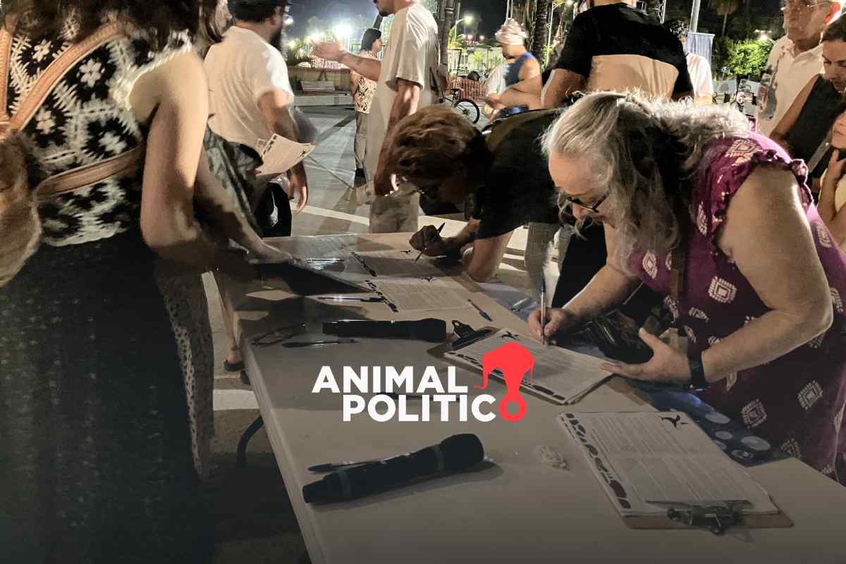 Guardianes de las ballenas, la carta que acompaña la demanda por la defensa de estos mamíferos