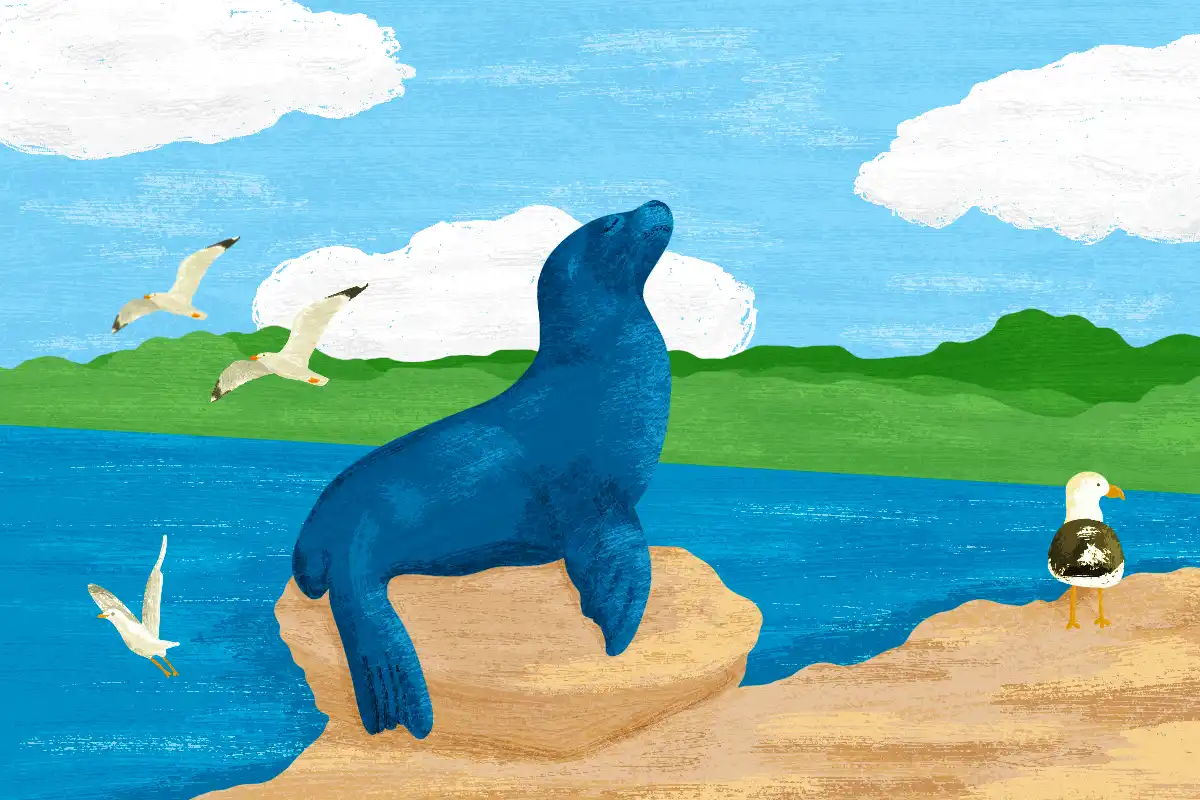 Lobos marinos, la especie del Alto Golfo que debemos proteger para cuidar la salud de los océanos