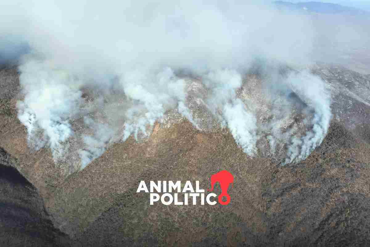 Incendio en San Lucas Quiavini, Oaxaca, lleva seis días; helicóptero de la Semar se suma al combate