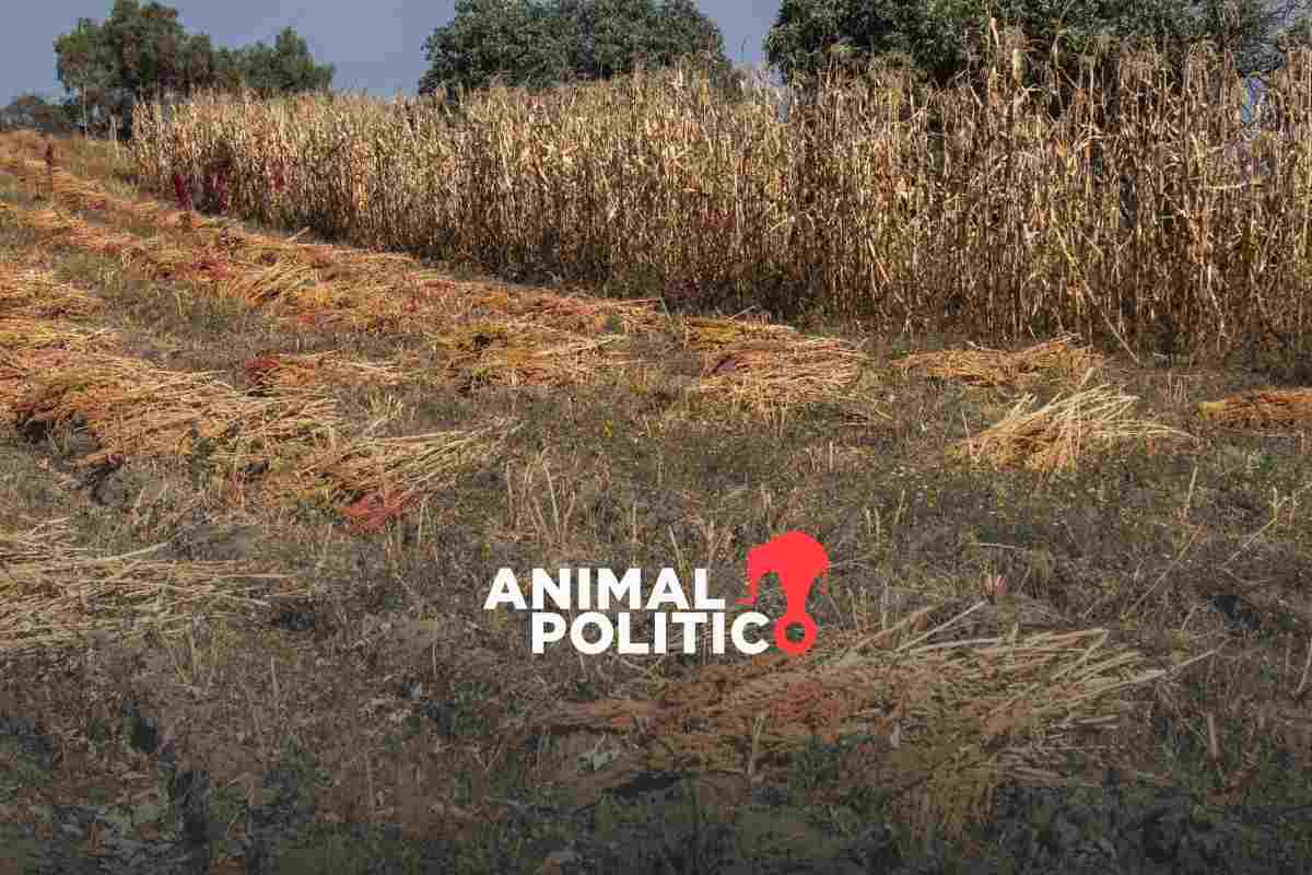 Restos encontrados en sembradío de León son de Javier Modesto, niño desaparecido en Guanajuato