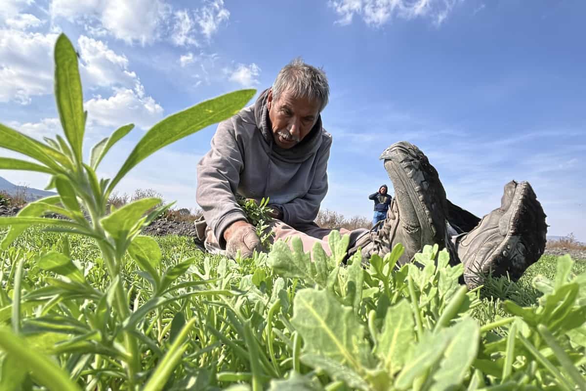 Producto de romeritos sentado en el suelo deshierbando su cultivo 