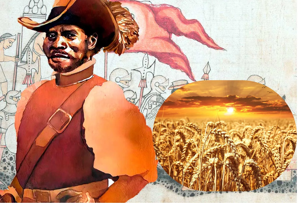 El conquistador afroespañol que sembró el primer cultivo de trigo en América