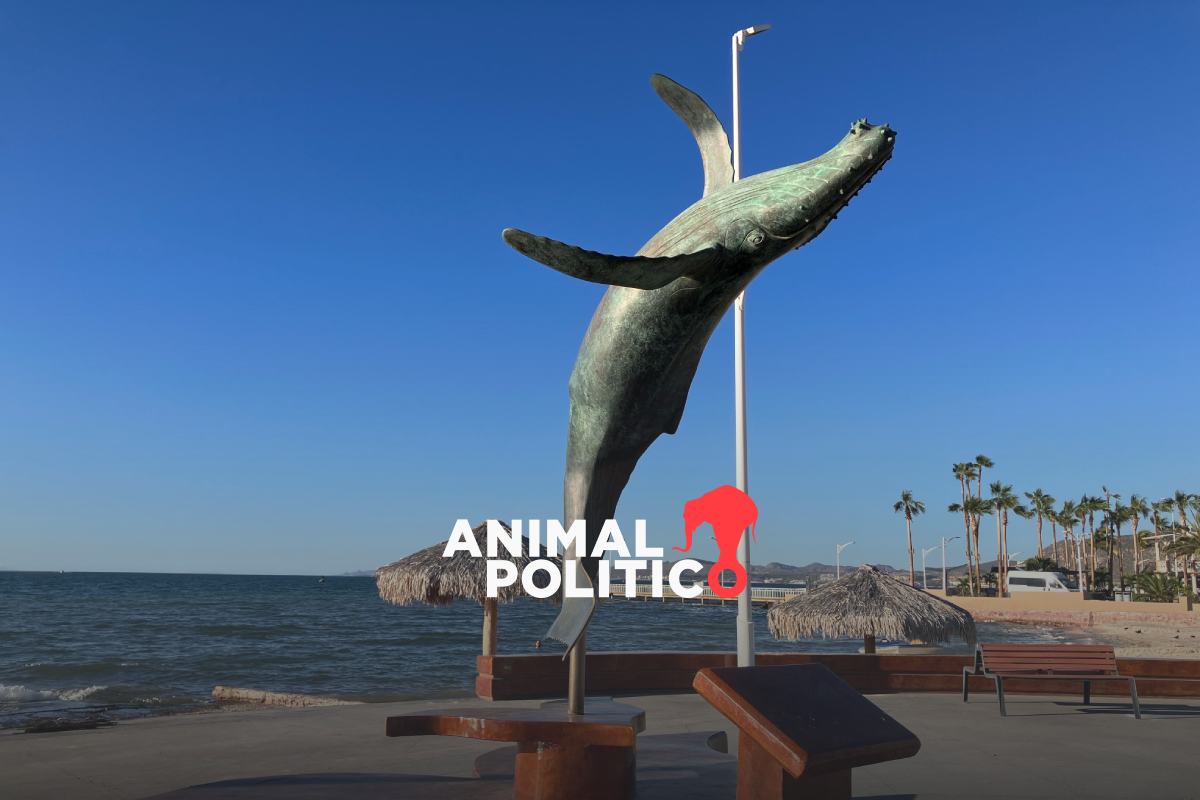 Juez admite demanda histórica por las ballenas del Golfo de California;  ONG lleva el litigio