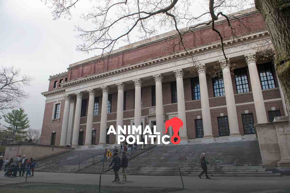 Jueza suspende veto de Trump a la universidad de Harvard para matricular estudiantes extranjeros