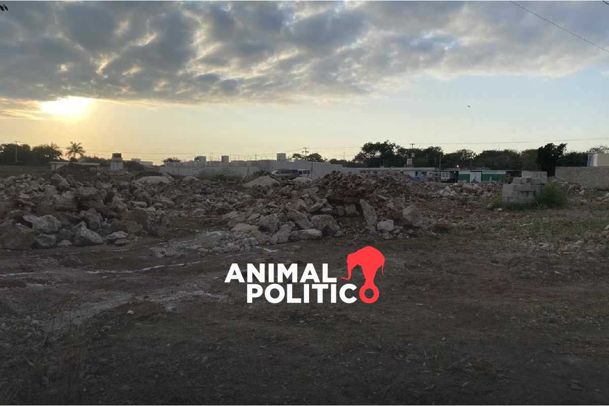 La deforestación avanza en Mérida y solo 26 árboles reciben protección