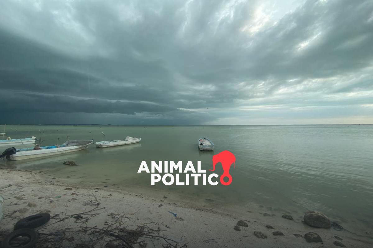 La raya 'balá', un sustento tras la era del tiburón en Campeche