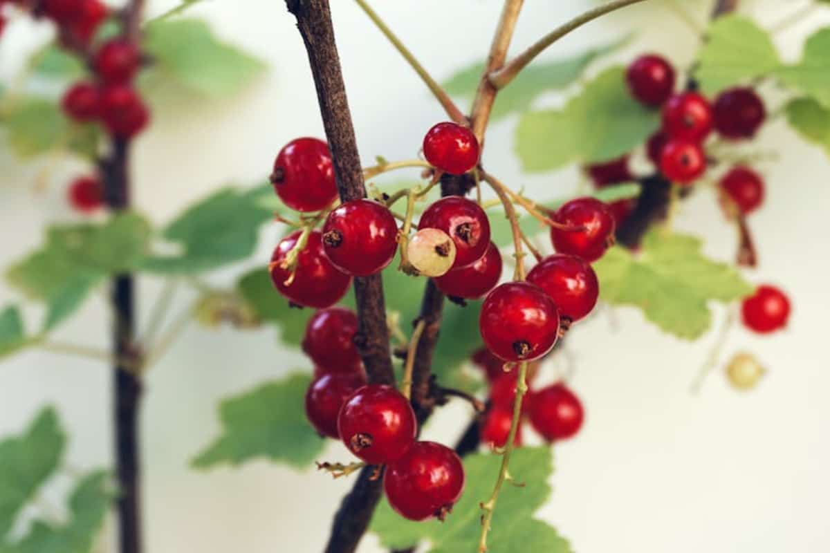 Fuera de un raspado, qué es la grosella