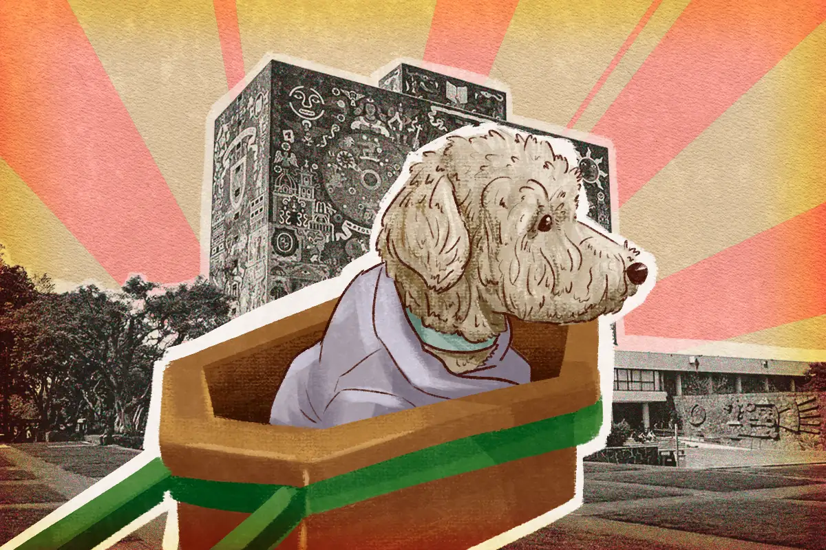 Conoce a Salmy, el perrito científico de la UNAM que ayuda a convertir el aceite vegetal en jabón