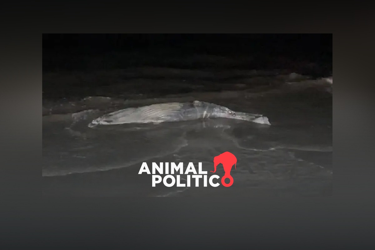 Marejada arroja el cuerpo de una cría de ballena a la arena de Playa Norte, en Mazatlán, Sinaloa