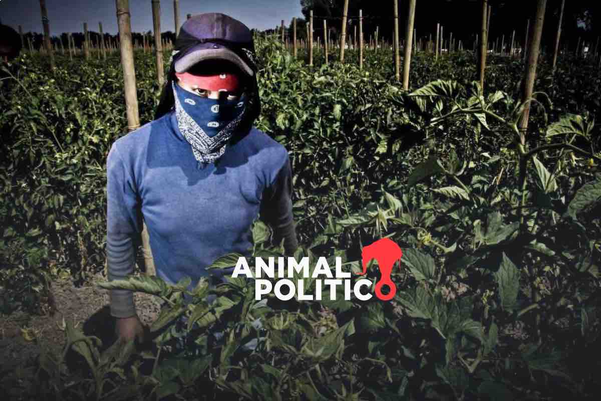 Maternar y cuidar en el campo: trabajadoras agrícolas exigen que se respete licencia de maternidad