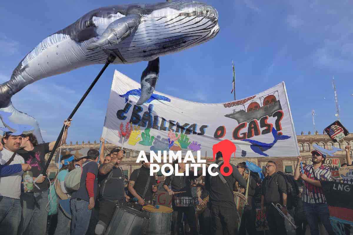 Megaproyectos de gas suman 10 juicios de amparo contra afectaciones; Sheinbaum defiende Saguaro