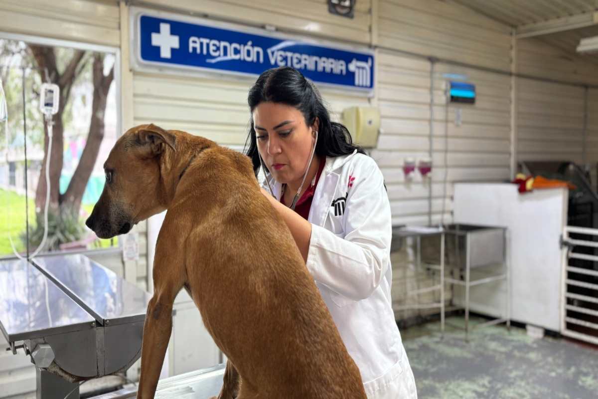 Metro llama a usuarios a adoptar a un perrito: dónde y qué requisitos necesitas