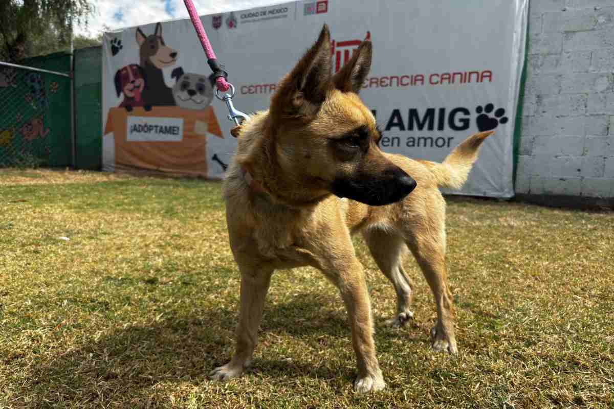 Metro llama a usuarios a adoptar a un perrito: dónde y qué requisitos necesitas