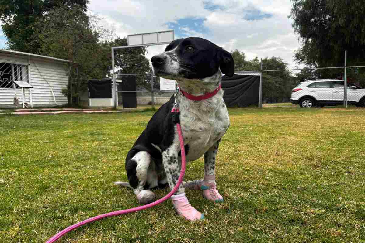 Metro llama a usuarios a adoptar a un perrito: dónde y qué requisitos necesitas