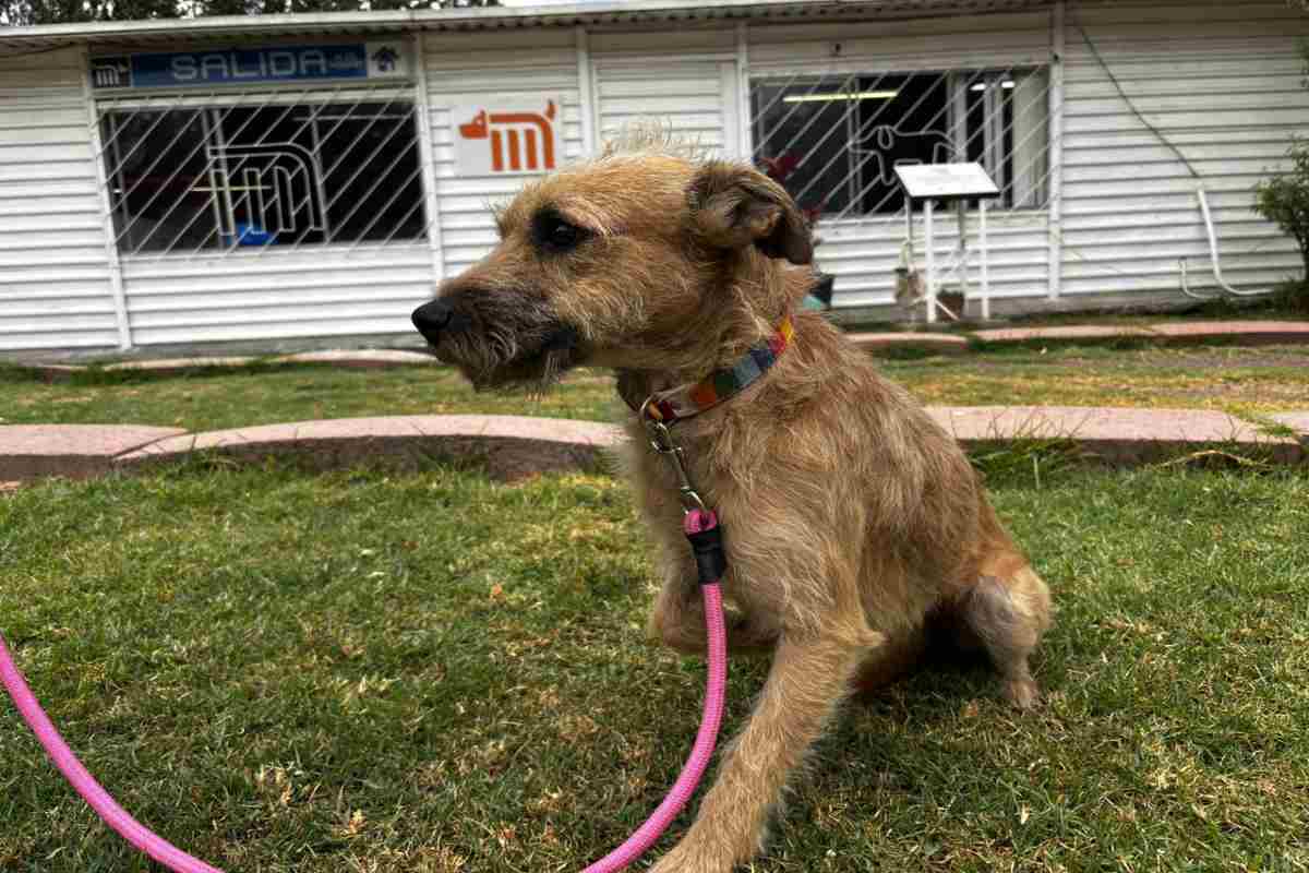 Metro llama a usuarios a adoptar a un perrito: dónde y qué requisitos necesitas