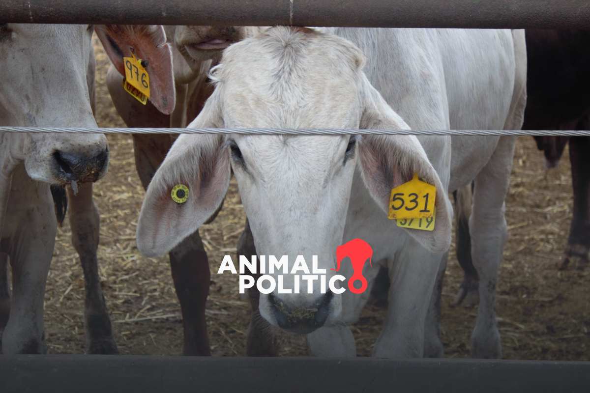 Secretario de Agricultura responsabiliza a EU por avance del gusano barrenador