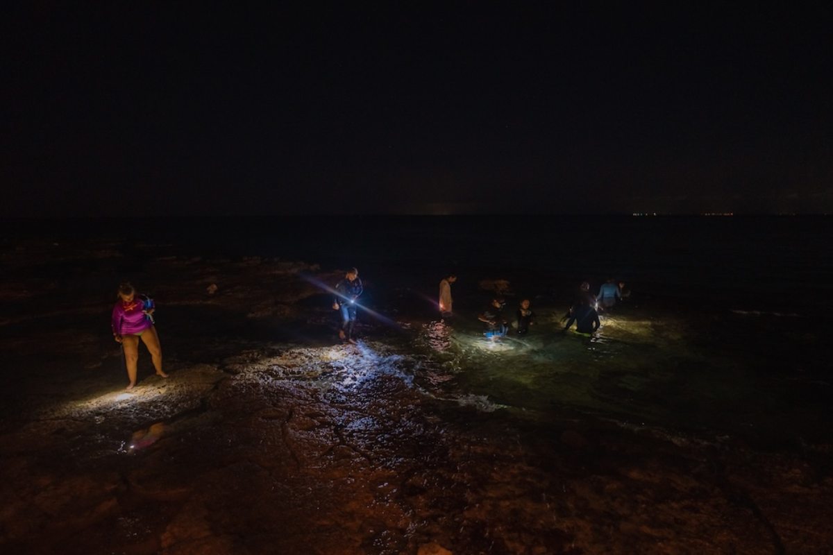 México: el emblemático coral cuerno de alce ha dejado de reproducirse en la isla de Cozumel