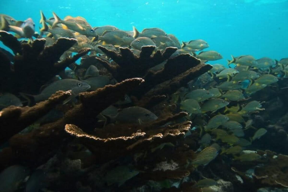 México: el emblemático coral cuerno de alce ha dejado de reproducirse en la isla de Cozumel