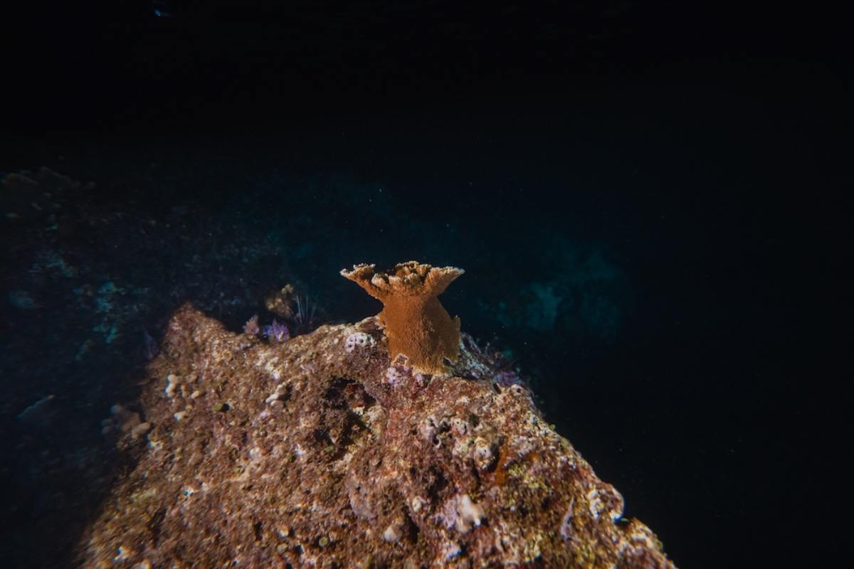 México: el emblemático coral cuerno de alce ha dejado de reproducirse en la isla de Cozumel