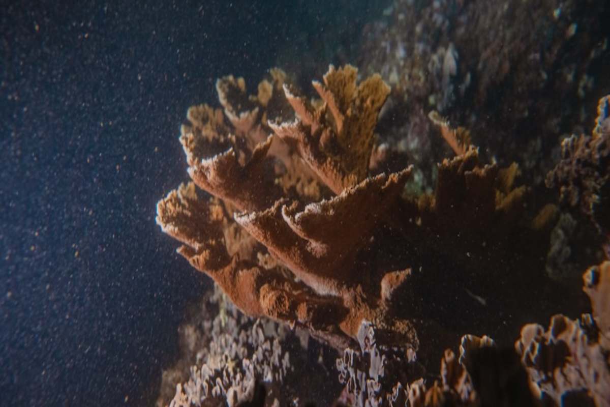 México: el emblemático coral cuerno de alce ha dejado de reproducirse en la isla de Cozumel