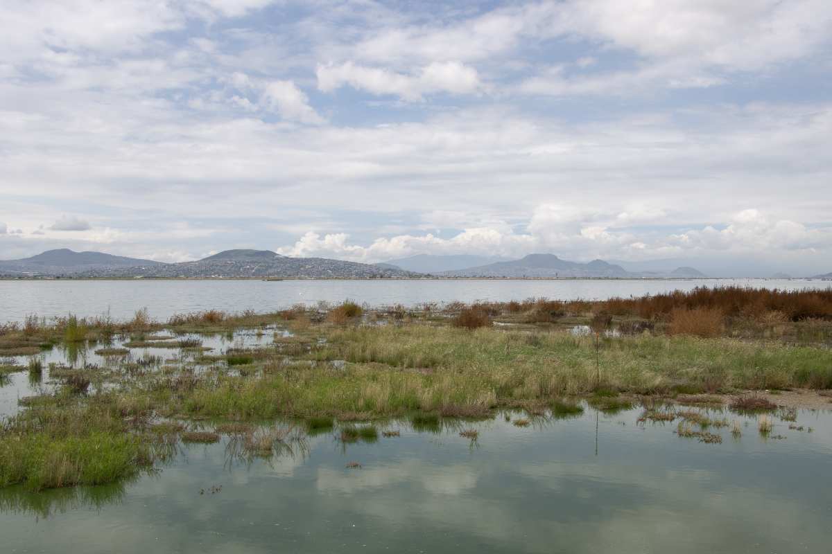El Parque Ecológico de Texcoco prepara apertura para recibir aves migratorias