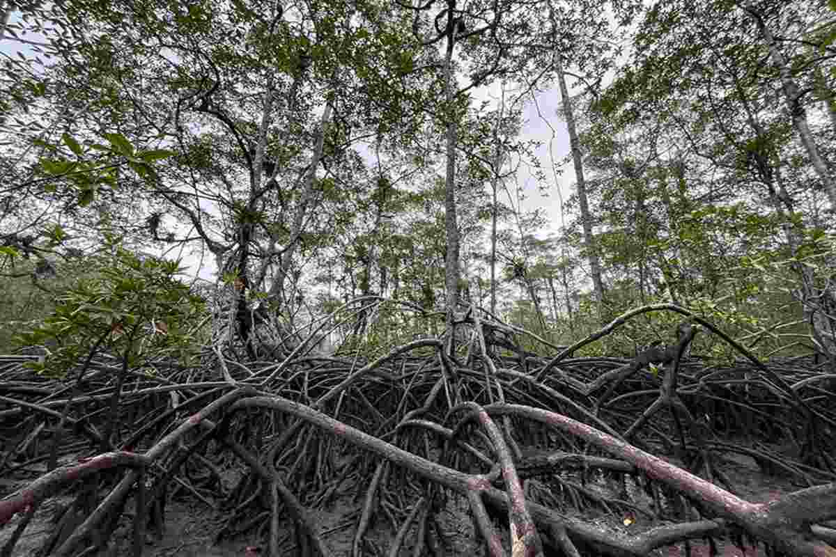 Mujeres del mar: las pescadoras de América Latina que sostienen la pesca y defienden ecosistemas 