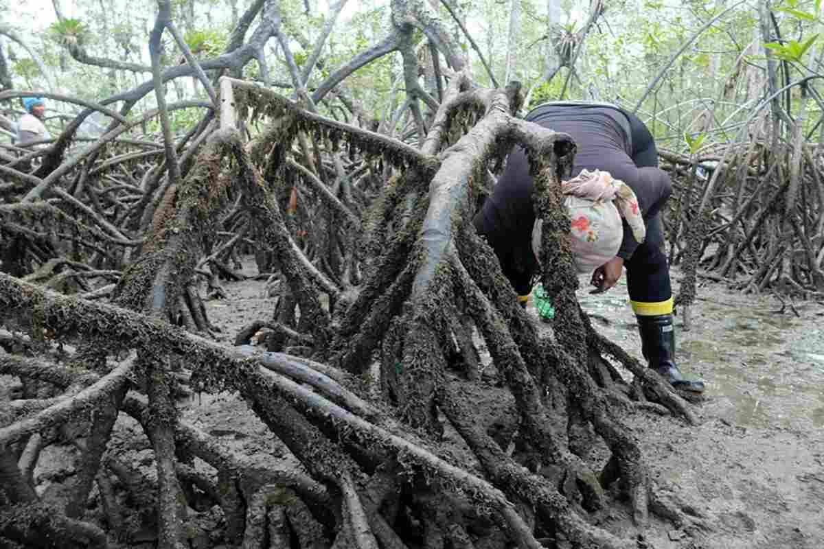 Mujeres del mar: las pescadoras de América Latina que sostienen la pesca y defienden ecosistemas 
